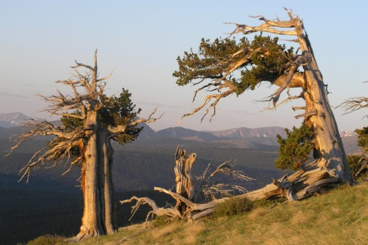 Một nghiên cứu được công bố vào năm 1992 đã cung cấp bằng chứng cho thấy những cây này có thể sống ít nhất 2.500 năm. Nhóm nghiên cứu đã xem xét cây trên Núi Đen và Núi Almagre ở Colorado. Họ đã tìm thấy 12 cây thông lông cứng Rocky Mountain còn sống hơn 1.600 năm tuổi và 4 cây hơn 2.100 năm tuổi. CB-90-11 được xác định lâu đời nhất, với tuổi đời tối thiểu là 2.435.