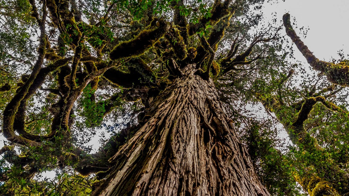 Kiểu mô hình này vẫn chưa được cộng đồng khoa học chấp nhận hoàn toàn, nhưng chỉ riêng phần lõi đã khiến cây này trở thành một trong những cây lâu đời nhất trên Trái đất. Vị trí của Alerce Milenario không phải là một bí mật và khách du lịch thường xuyên ghé thăm và đi bộ xung quanh hệ thống rễ của nó.