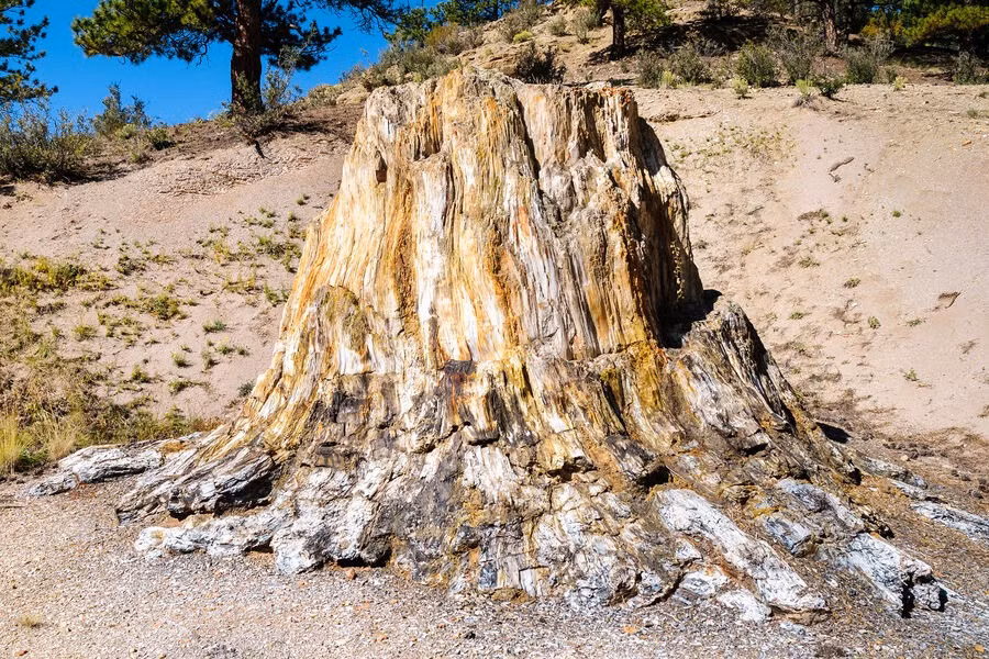 "Trong khu vực rộng 2.000 m2 chứa hóa thạch, loài cây Wataria parvipora chiếm 95% tàn tích, cho thấy rằng đây là một khu rừng do loài cây này thống trị".