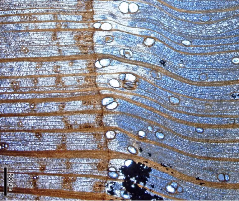 Do đó, khi nhắc đến hóa thạch thực vật, các nhà khoa học thường phải đặt tên khoa học riêng cho từng bộ phận, ngay cả khi chúng thuộc cùng một loài. Việc xác định hóa thạch thân cây và hóa thạch lá thuộc loài nào là một thách thức lớn.