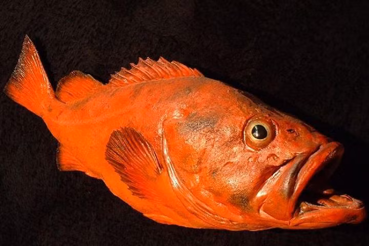 Một nghiên cứu năm 2021 được công bố trên tạp chí Science đã xem xét bộ gen của 88 loài cá quân, bao gồm cả cá quân rougheye, và tìm thấy các lộ trình sửa chữa DNA có thể giúp chúng ngăn ngừa ung thư. Tuổi thọ dài hơn cho phép cá quân phát triển lớn hơn và đẻ nhiều con non hơn.