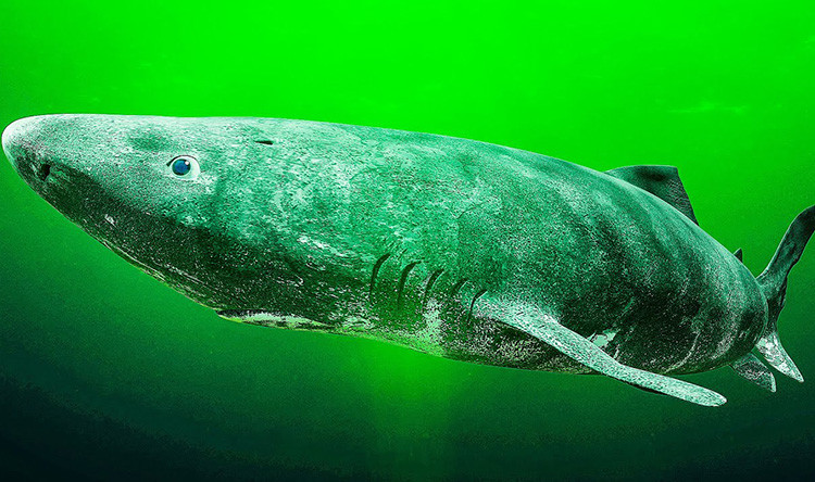 7. Cá mập Greenland. Cá mập Greenland (Somniosus microcephalus) sống dưới vùng nước sâu ở Bắc Băng Dương và Bắc Đại Tây Dương. Chúng có thể dài tới 7,3 m và có chế độ ăn đa dạng bao gồm cá và nhiều động vật biển có vú như hải cẩu.
