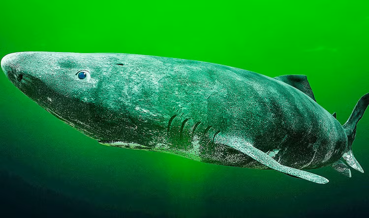 7. Cá mập Greenland. Cá mập Greenland (Somniosus microcephalus) sống dưới vùng nước sâu ở Bắc Băng Dương và Bắc Đại Tây Dương. Chúng có thể dài tới 7,3 m và có chế độ ăn đa dạng bao gồm cá và nhiều động vật biển có vú như hải cẩu.
