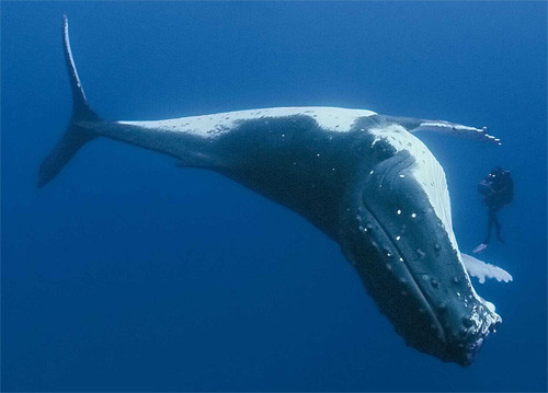 Cá voi đầu cong có đột biến gen gọi là ERCC1, có liên quan đến việc sửa chữa DNA bị hư hỏng, điều này giúp bảo vệ cá voi khỏi bệnh ung thư, một nguyên nhân gây tử vong tiềm ẩn. Hơn nữa, một gen khác, được gọi là PCNA tham gia vào quá trình phát triển và sửa chữa tế bào, đồng thời quá trình nhân đôi có thể làm chậm quá trình lão hóa, giúp chúng sống rất lâu.