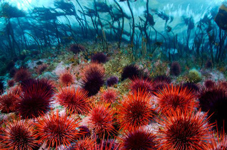 Theo một nghiên cứu năm 2003 được công bố trên tạp chí Fishery Bulletin, những con nhím biển đỏ được tìm thấy ngoài khơi Washington và Alaska có thể sống hơn 100 năm và những cá thể sống lâu nhất ở British Columbia, Canada, có thể đã khoảng 200 tuổi.