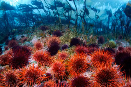 Theo một nghiên cứu năm 2003 được công bố trên tạp chí Fishery Bulletin, những con nhím biển đỏ được tìm thấy ngoài khơi Washington và Alaska có thể sống hơn 100 năm và những cá thể sống lâu nhất ở British Columbia, Canada, có thể đã khoảng 200 tuổi.