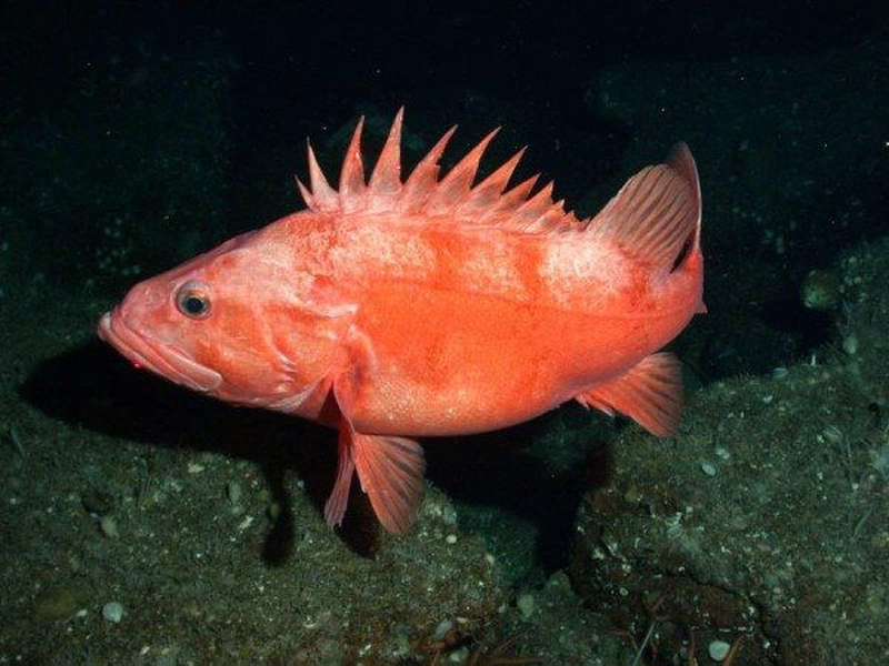 Loài cá màu hồng hoặc nâu này sống ở Thái Bình Dương từ California tới Nhật Bản. Chúng dài tới 97 cm và ăn động vật khác như tôm và cá nhỏ.