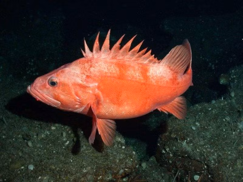 Loài cá màu hồng hoặc nâu này sống ở Thái Bình Dương từ California tới Nhật Bản. Chúng dài tới 97 cm và ăn động vật khác như tôm và cá nhỏ.