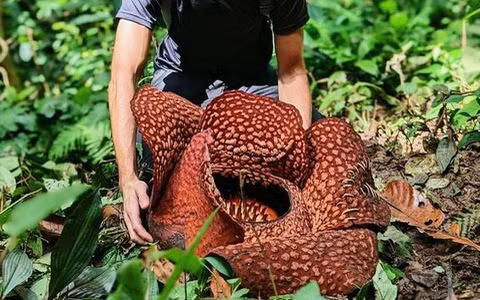 Sau 10 năm chờ đợi, vào năm 2022, cây Rafflesia arnodlii đầu tiên được trồng từ hạt đã nở hoa. Đây là một thành tựu phi thường vì là lần đầu tiên thành công việc này.