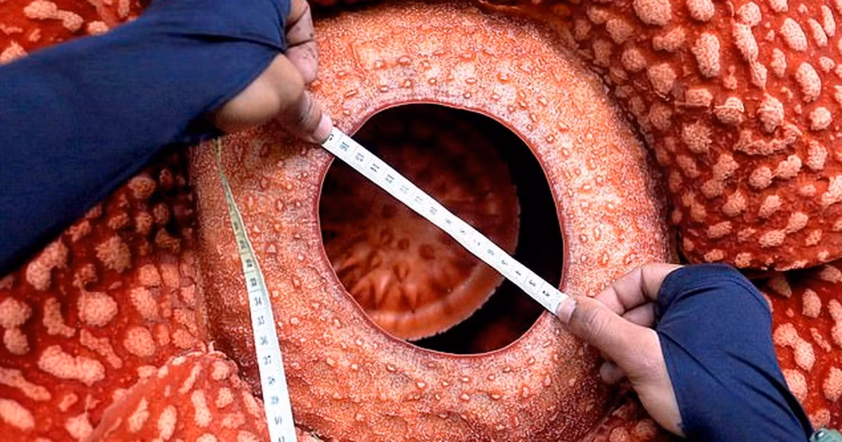 “Thí nghiệm của tôi với hoa xác thối rất vô vọng vì rất khó để lấy được hạt hoa xác thối, vì vậy tôi đã chuyển sang một cách tiếp cận khác”, Sofi Mursidawati, nhà thực vật học thuộc vườn thực vật Bogor, Indonesia chia sẻ.