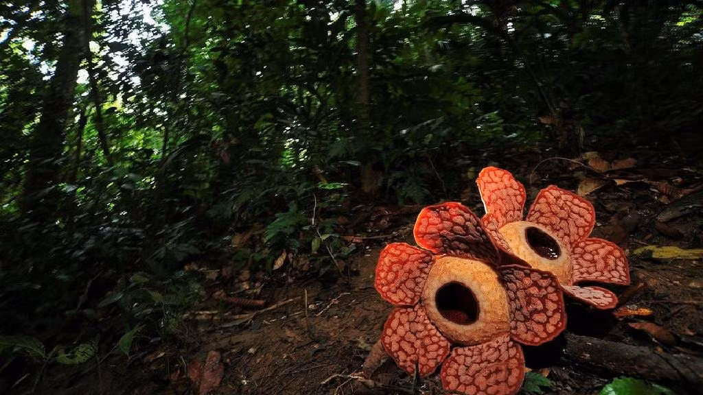 Hoa sinh ra nhiệt và bốc mùi thịt thối, thu hút ruồi. Ruồi bị dính phấn hoa sau đó chúng sẽ bay đến một bông hoa khác giới để giúp thụ phấn. Hoa chỉ tồn tại khoảng 1 tuần. Nếu quá trình thụ phấn thành công, hoa cái sẽ tạo ra quả có chứa hạt.