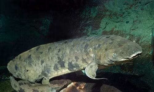 Các nhà khoa học cho biết, cá phổi xuất hiện từ thời cổ đại. Những con cá phổi đầu tiên xuất hiện trên Trái Đất là từ cách đây 419 triệu – 393 triệu năm trước. Sau 4 lần suýt tuyệt chủng, chúng vẫn sống sót đầy kiên cường với cấu tạo đặc biệt của mình.