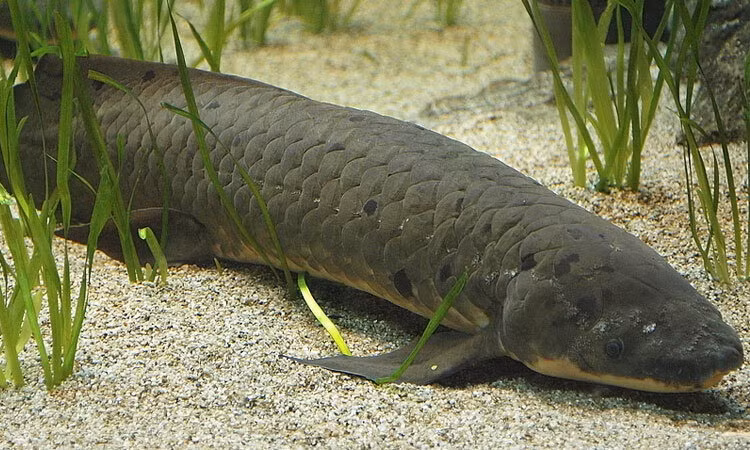 Theo các nhà khoa học, hệ thống hô hấp của cá phổi đã tiến hóa ở mức cao. Chúng lấy oxy thẳng từ không khí giống như các động vật trên cạn. Khi di chuyển trong nước, cá phổi thở bằng mang. Sau khi rời khỏi mặt nước, cá phổi thở bằng bong bóng cá. Không khí được hít vào từ lỗ mũi của cá phổi và đi vào bong bóng.