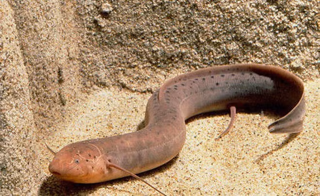 Cũng nhờ khả năng này, cá phổi mới có thể tồn tại trong điều kiện nhiệt độ ở châu Phi khi mà nhiệt độ nơi đây thường xuyên ở mức cao quanh năm và mùa khô rất khắc nghiệt, thường kéo dài tới 4-5 tháng, tới mức sông hồ khô cạn trơ đáy.