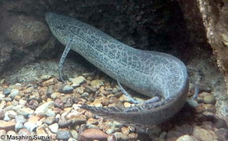 Lợi dụng cơ chế ngủ hè của cá phổi, người châu Phi thường đào đất để bắt chúng. Họ sử dụng cá phổi như một nguồn thực phẩm dự trữ bền vững. Tuy nhiên, nhiều người đánh giá rằng thịt của cá phổi khá nồng nên không được các du khách ưa thích.