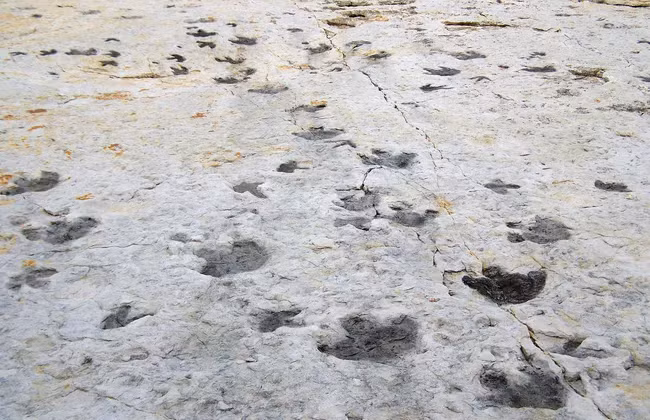 Du khách có thể tìm thấy hàng trăm dấu vết được tạo ra bởi những con bướm khổng lồ, cự đà hay khủng long ba sừng, cũng như tổ tiên thời tiền sử của cá sấu. Các dấu ấn hóa thạch ở đây được ước tính có tuổi đời từ 68-140 triệu năm.