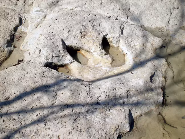 Các dấu chân khủng long ước tính khoảng 112 triệu năm tuổi, được cho là của hai loài khác nhau - Sauroposeidon Proteles và Acrocanthosaurus . Acrocanthosaurus là một loài ăn thịt đi bằng hai chân sau. Trong khi đó, Sauroposeidon proteles là một loài động vật ăn cỏ bốn chân với những đường vân to như voi.