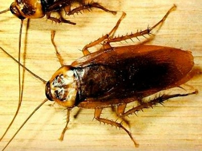  Cơ thể của gián rất dẹp và điều này không phải ngẫu nhiên. Côn trùng mình dẹp có thể chui vào những nơi chật hẹp hơn, cho phép chúng ẩn náu ở gần như bất cứ đâu.