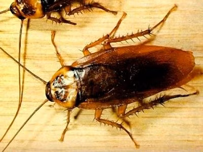  Cơ thể của gián rất dẹp và điều này không phải ngẫu nhiên. Côn trùng mình dẹp có thể chui vào những nơi chật hẹp hơn, cho phép chúng ẩn náu ở gần như bất cứ đâu.