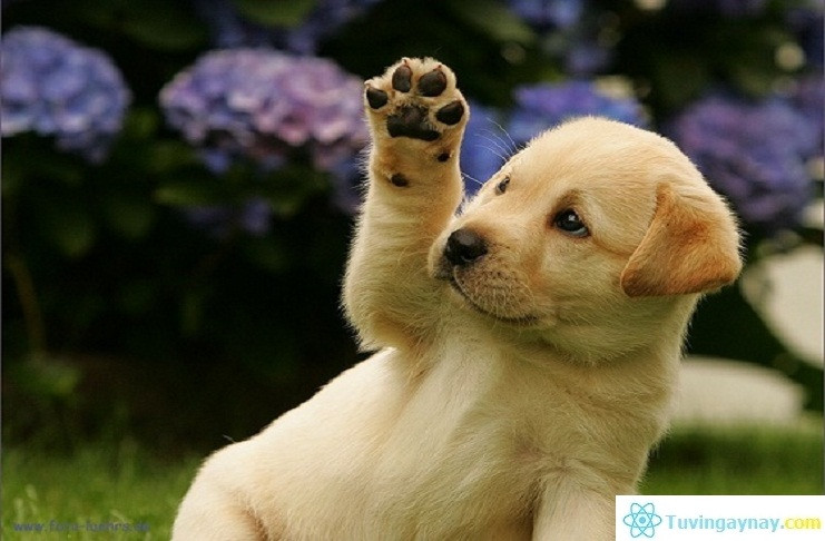 Đa số những người tuổi Tuất đều trải qua khoảng thời gian khó khăn, vất vả vào giai đoạn tiền vận, nhưng xung quanh lại được nhiều người yêu mến, làm gì cũng có quý nhân phù trợ.