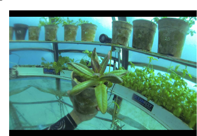 Trên thực tế, những khối cầu sinh quyển đã được xây dựng ở Bỉ và Florida Keys, Mỹ. Mục tiêu cuối cùng của nhóm nghiên cứu là hạ thấp chi phí sản phẩm hết mức có thể.