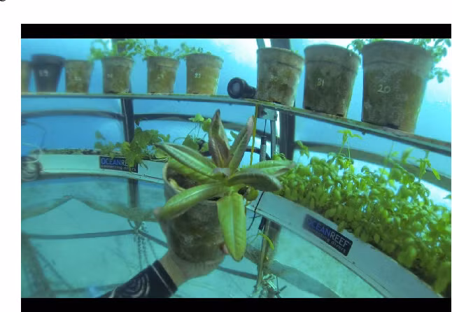 Trên thực tế, những khối cầu sinh quyển đã được xây dựng ở Bỉ và Florida Keys, Mỹ. Mục tiêu cuối cùng của nhóm nghiên cứu là hạ thấp chi phí sản phẩm hết mức có thể.