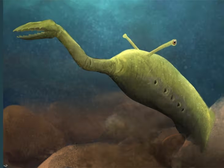 McCoy cho biết: "Hình thái thực tế bị thay đổi rất nhiều trong quá trình hóa thạch. Nếu bạn có một nghìn mẫu vật, bất kỳ một đặc điểm nào cũng có thể được bảo tồn theo hàng trăm cách khác nhau". Quyết định xem quái vật Tully thuộc về đâu là rất quan trọng vì loài này khác thường đến mức nó sẽ mở rộng sự đa dạng của bất kỳ nhóm sinh vật nào mà nó thuộc về.