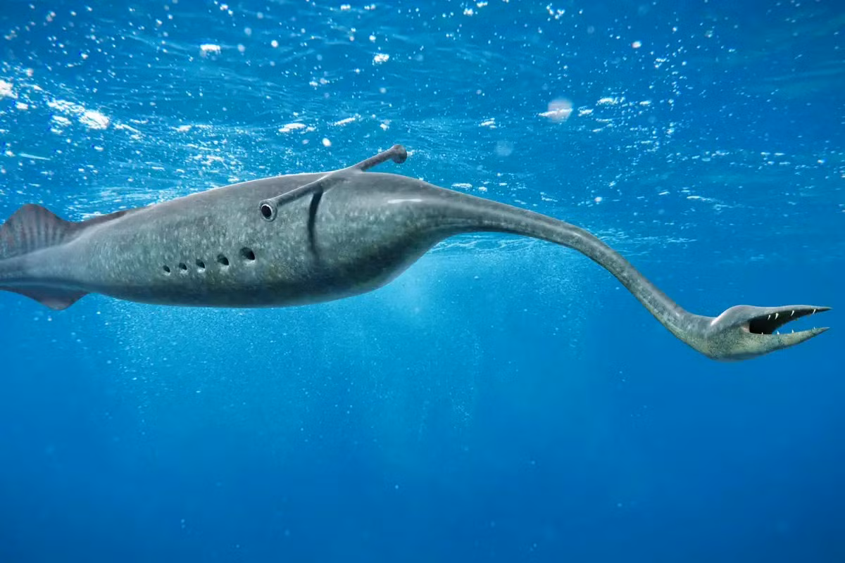 Các nhà nghiên cứu đã quét hơn 150 hóa thạch quái vật Tully để tạo bản đồ 3D được mã hóa màu về cấu trúc giải phẫu của sinh vật. Họ cũng chụp X-quang một hóa thạch vòi được bảo quản tốt (phần nhô ra giống như móng vuốt) để kiểm tra răng của sinh vật.