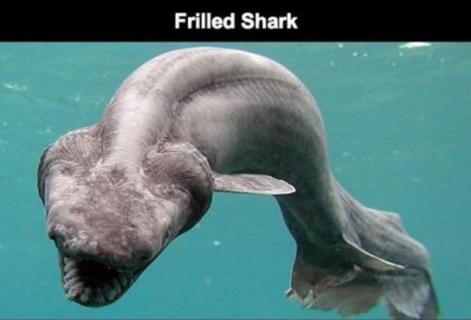 Frilled Shark hay còn gọi là cá nhám mang xếp, là một loài cá mập có hình thù kì lạ. Chúng có vẻ ngoài giống như những loài cá thời tiền sử.