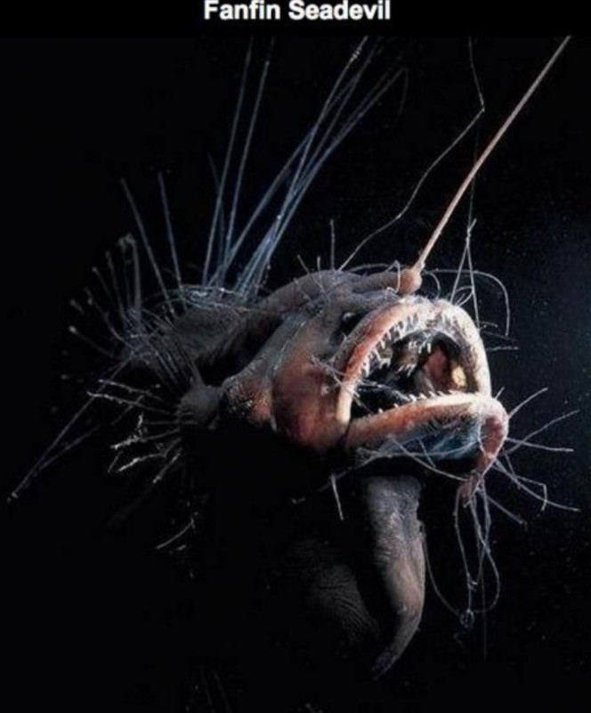 Fanfin Seadevil cũng thuộc họ cá Anglerfish. Chúng khác với các loài cá Anglerfish khác ở chỗ chúng không có chiếc "cần câu" phát sáng ở trên đầu nhưng ngoại hình của loài cá này cũng kì dị không kém.