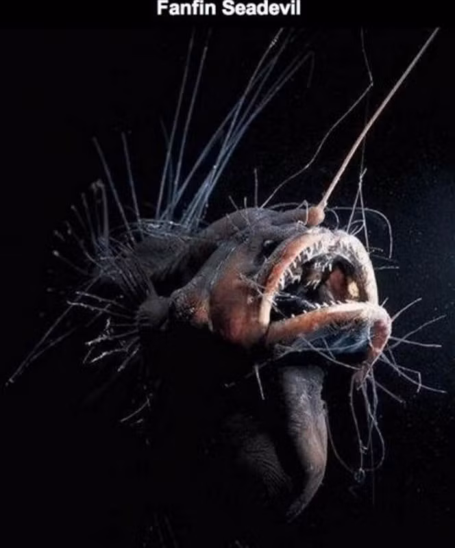 Fanfin Seadevil cũng thuộc họ cá Anglerfish. Chúng khác với các loài cá Anglerfish khác ở chỗ chúng không có chiếc "cần câu" phát sáng ở trên đầu nhưng ngoại hình của loài cá này cũng kì dị không kém.