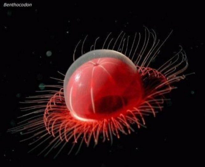 Sứa Benthocodon là một chi sứa trong họ Rhopalonematidae. Tuy có kích thước khá nhỏ nhưng lượng xúc tu của chúng dày đặc, lên tới 1.500 chiếc.