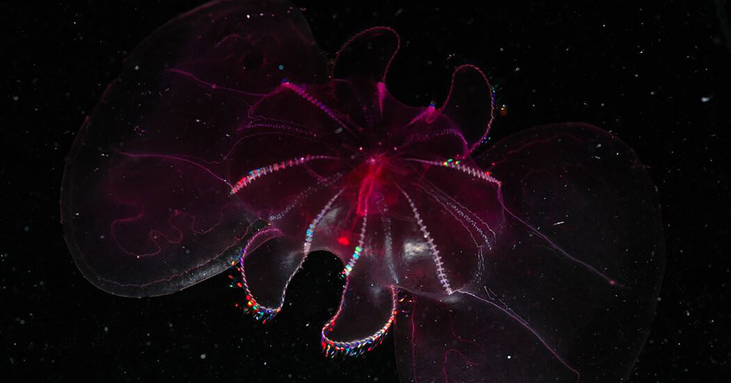 Nhìn bề ngoài giống như sứa, nhưng bộ phận giúp thạch lược (Mertensia) di chuyển được chính là những bó lông nhỏ giống như răng lược ở xung quanh thân.