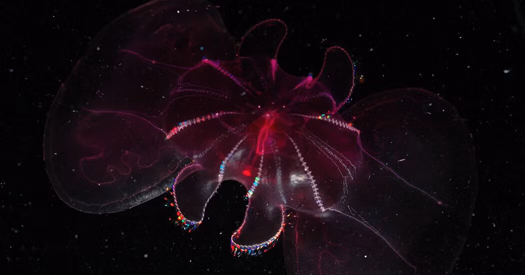 Nhìn bề ngoài giống như sứa, nhưng bộ phận giúp thạch lược (Mertensia) di chuyển được chính là những bó lông nhỏ giống như răng lược ở xung quanh thân.