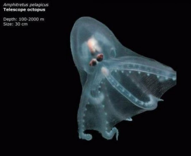 Telescope Octopus là một loài bạch tuộc thuộc họ Amphitretidae được tìm thấy trong khu vực nhiệt đới của Ấn Độ Dương và Thái Bình Dương. Chúng trong suốt, gần như không màu, và có 8 xúc tu.