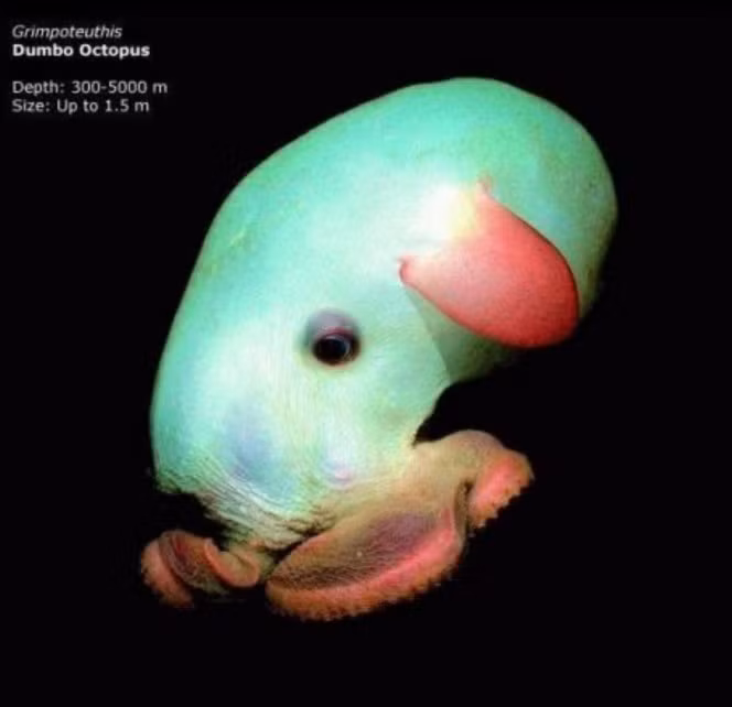 Bạch tuộc Dumbo có kích thước khá nhỏ nhắn, được chú ý bởi hai vây trên đầu của chúng rất giống với tai của voi Dumbo (nhân vật hoạt hình Disney nổi tiếng).