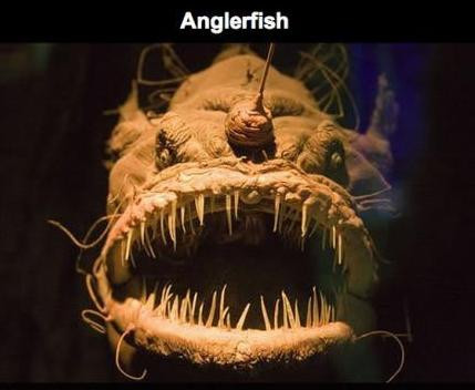 Anglerfish - hay còn gọi là "cá cần câu" sống dưới đáy biển sâu được xem là quái vật biển xấu xí nhất trên trái đất. Nó có cái đầu to bự, chiếc “cần” phát ra ánh sáng giống như ánh đèn pha trên đầu với khuôn miệng lớn hình lưỡi liềm đầy răng.