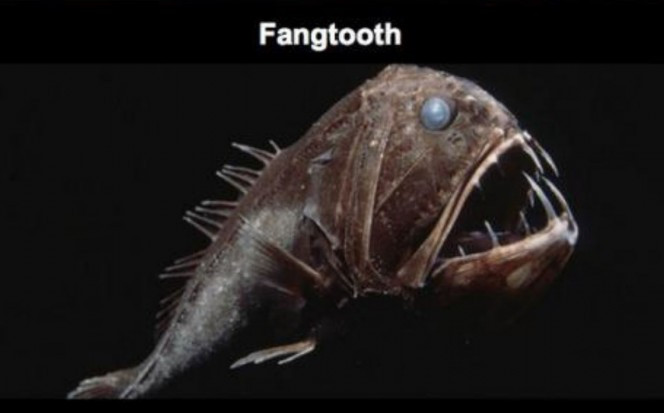 Cá răng nanh (Fangtooth) mặc dù có thân rất ngắn, nhưng với cái đầu to, miệng rộng hoác và những chiếc răng nanh dài sắc nhọn, chúng được xem là một "nhân vật" đáng gờm trong giới sinh vật biển.