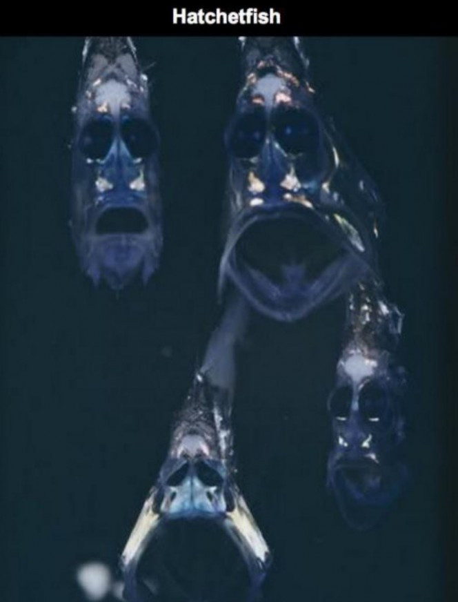 Cá rìu Hatchetfish là sinh vật có ngoại hình kỳ dị bậc nhất trong thế giới đại dương. Chúng có khuôn mặt trông như đang than khóc gây ám ảnh. Loài cá này xuất hiện nhiều vào ban đêm và sống ở dưới đáy biển sâu.
