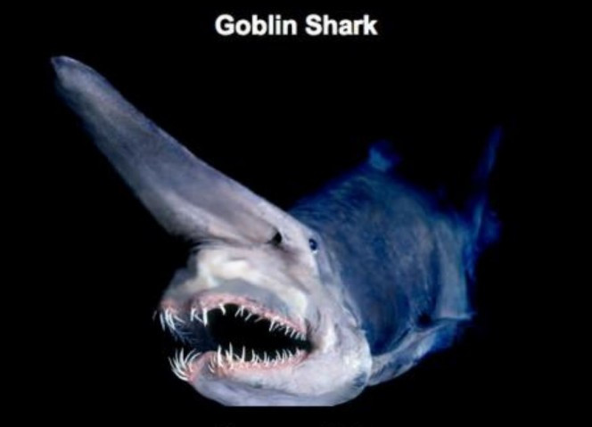 Cá mập yêu tinh (Goblin Shark) là một trong những loài cá mập hiếm nhất trên thế giới và được mệnh danh là “hóa thạch sống”.