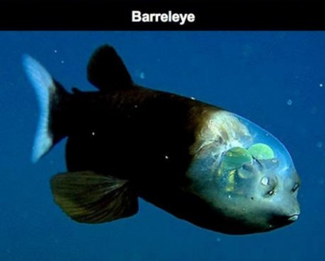 Cá mắt thùng (Barreleye). Chúng có cái đầu trong suốt, mắt là hai khối cầu hình ống màu xanh lục nằm trên đỉnh đầu, cho phép chúng có thể quan sát các hướng và kiếm mồi. Đây là một "vũ khí" vô cùng lợi hại giúp chúng có thể tồn tại dưới đáy biển sâu khi săn mồi và trốn kẻ thù.