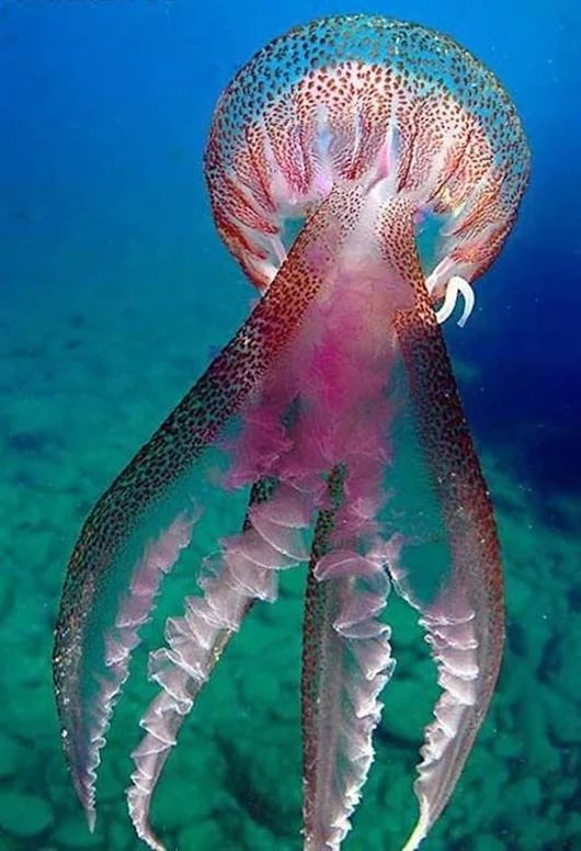 "Có thể điều gì đó ở châu Nam Cực đã cho phép các loài khổng lồ sống gần mặt nước hơn", Wood nói. Ông nghĩ gigantism ở Nam Cực có thể liên quan đến nguồn cung cấp oxy trong vùng nước lạnh giá bao quanh lục địa này.