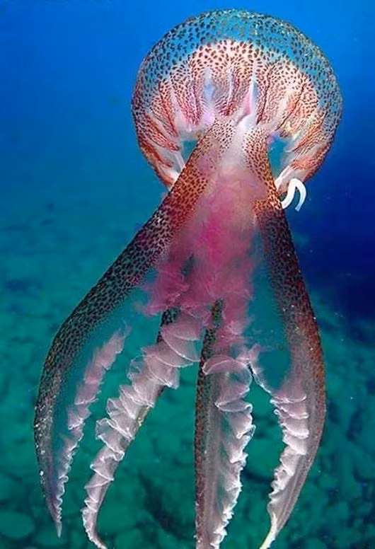 "Có thể điều gì đó ở châu Nam Cực đã cho phép các loài khổng lồ sống gần mặt nước hơn", Wood nói. Ông nghĩ gigantism ở Nam Cực có thể liên quan đến nguồn cung cấp oxy trong vùng nước lạnh giá bao quanh lục địa này.