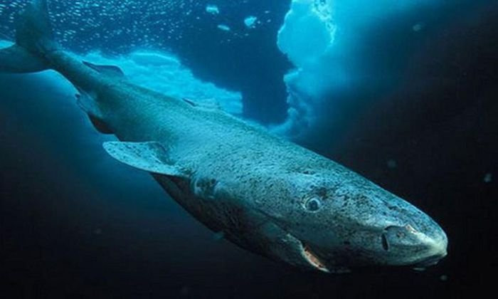 Nhiệt độ lạnh ở biển sâu cũng có thể thúc đẩy gigantism bằng cách làm chậm đáng kể cơ chế trao đổi chất của động vật. Các sinh vật trong hệ sinh thái này thường phát triển và trưởng thành rất chậm, ví dụ cá mập Greenland (Somniosus microcephalus), Bitondo cho biết.