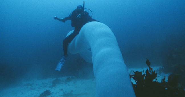 Trước khi chạm trán với những "gã khổng lồ" dưới biển sâu, con người đã bắt gặp chúng ở gần Nam Cực. Xung quanh châu Nam Cực, gigantism xảy ra gần bề mặt hơn. Có những loài sên biển, bọt biển, giun, nhện biển, thậm chí sinh vật đơn bào khổng lồ sống tại đây. Chúng nằm trong phạm vi lặn, chỉ sâu khoảng 9 m, theo Art Woods, giáo sư tại Đại học Montana.