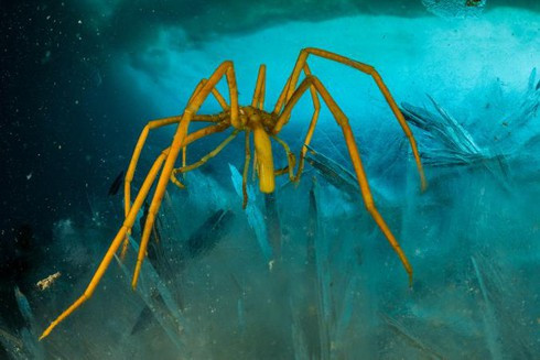 "Môi trường cho phép chúng phát triển kích thước cơ thể và kích thước mô lớn hơn mà không bị thiếu oxy", Woods nói. Nguồn cung oxy dồi dào không nhất thiết thúc đẩy sinh vật biển trở nên to lớn nhưng tạo điều kiện cho điều đó diễn ra.