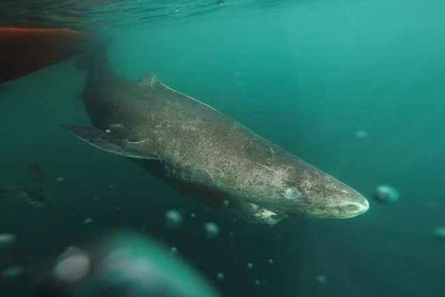 Động vật to lớn hơn có thể di chuyển nhanh và xa hơn để tìm thức ăn hoặc bạn tình. Chúng cũng có cơ chế trao đổi chất hiệu quả hơn và khả năng tích trữ thức ăn tốt hơn. Vì thế, khi những thứ như xác động vật lớn chìm xuống biển sâu, động vật săn mồi kích thước đồ sộ có thể ăn nhiều hơn và tích trữ năng lượng đó trong thời gian dài hơn.