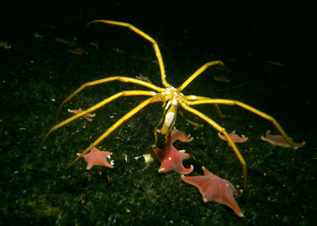 Tuy nhiên, kể cả với những gã khổng lồ ở vùng cực, dường như vẫn có giới hạn về kích thước của chúng. Trong một nghiên cứu công bố trên tạp chí Proceedings of the Royal Society B năm 2017, Wood cùng các đồng nghiệp nghiên cứu nhện biển Bắc Cực khổng lồ với chiều dài có thể lên tới 30,5 cm.