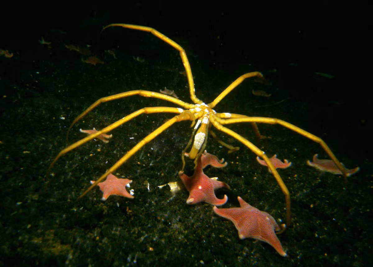 Tuy nhiên, kể cả với những gã khổng lồ ở vùng cực, dường như vẫn có giới hạn về kích thước của chúng. Trong một nghiên cứu công bố trên tạp chí Proceedings of the Royal Society B năm 2017, Wood cùng các đồng nghiệp nghiên cứu nhện biển Bắc Cực khổng lồ với chiều dài có thể lên tới 30,5 cm.