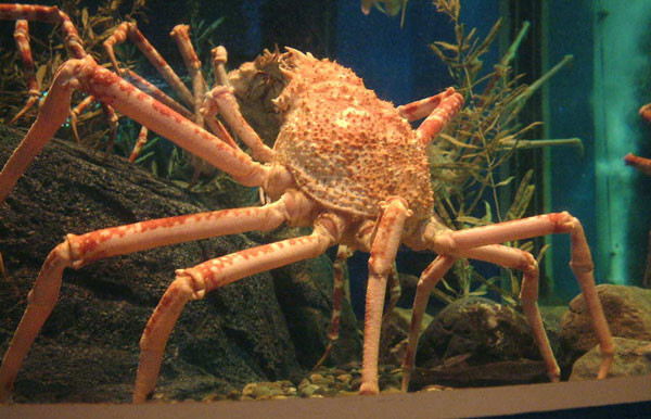 Ở những nơi sâu nhất và lạnh nhất của đại dương, các sinh vật biển - chủ yếu là động vật không xương sống - có thể đạt đến kích thước khổng lồ. Mực, nhện biển, giun và nhiều động vật khác phát triển to lớn vượt trội so với họ hàng của chúng trên khắp thế giới. Hiện tượng này được gọi là gigantism.